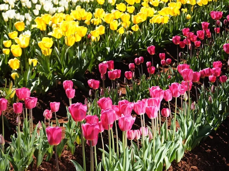 coltivare tulipani