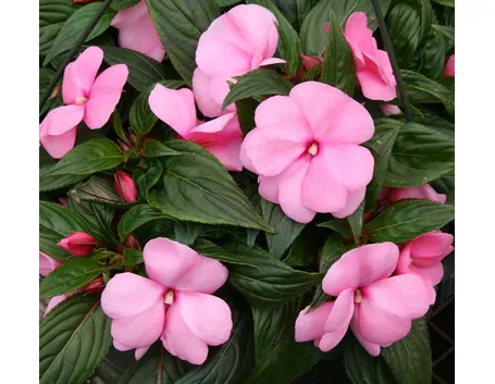 fiori nuova guinea