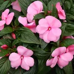 fiori nuova guinea