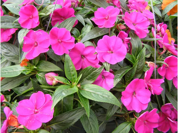 Impatiens Nuova Guinea
