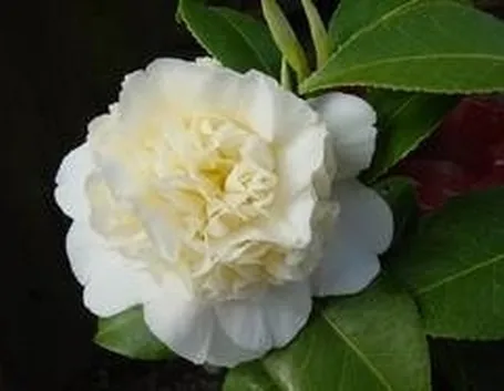 camelia