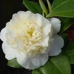 camelia