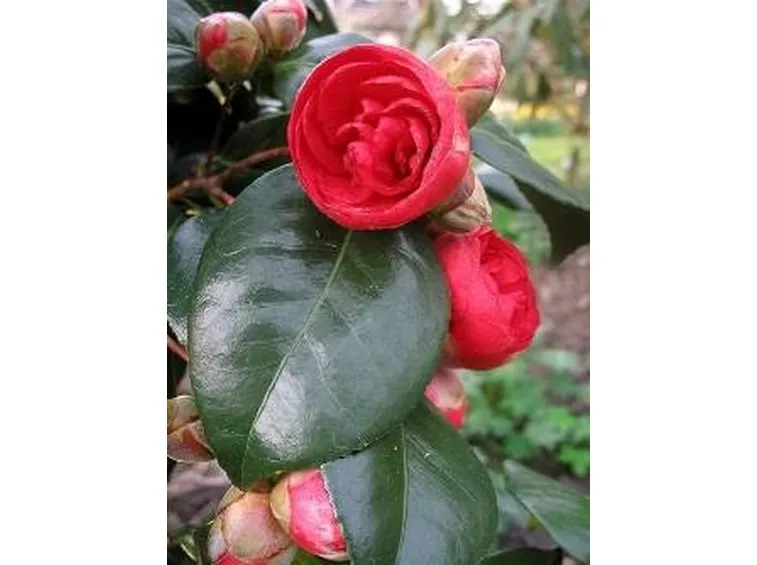 camelia