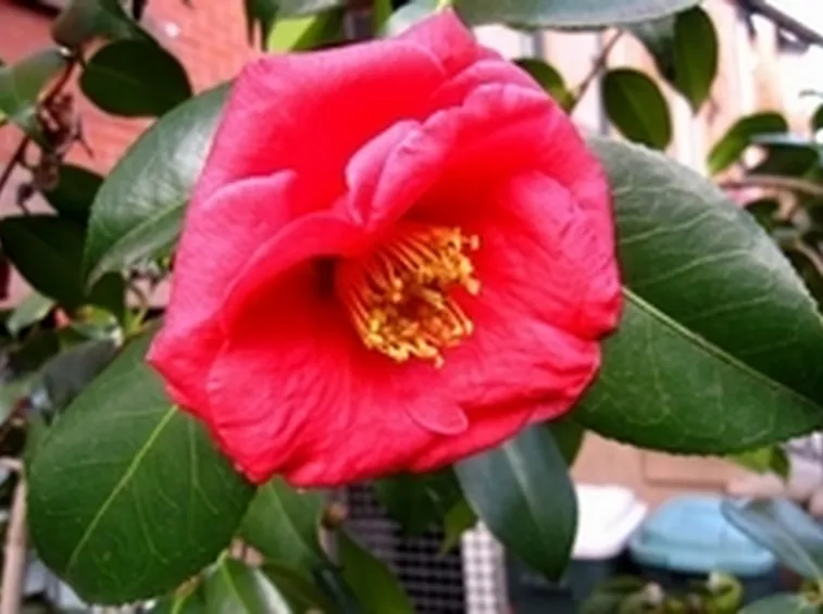 Japonica 