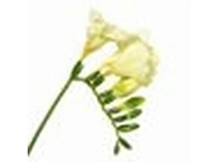 fiore del mistero