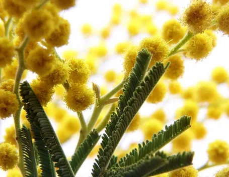 mimosa