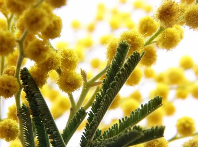 mimosa