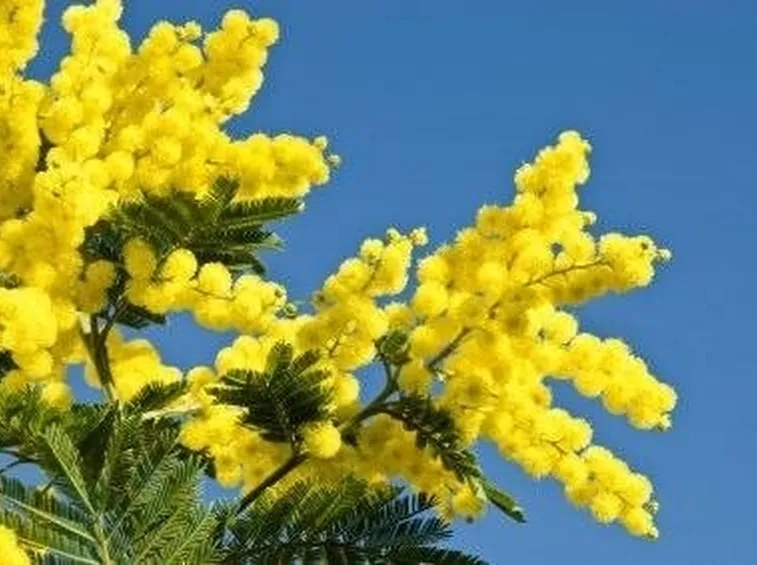 mimosa