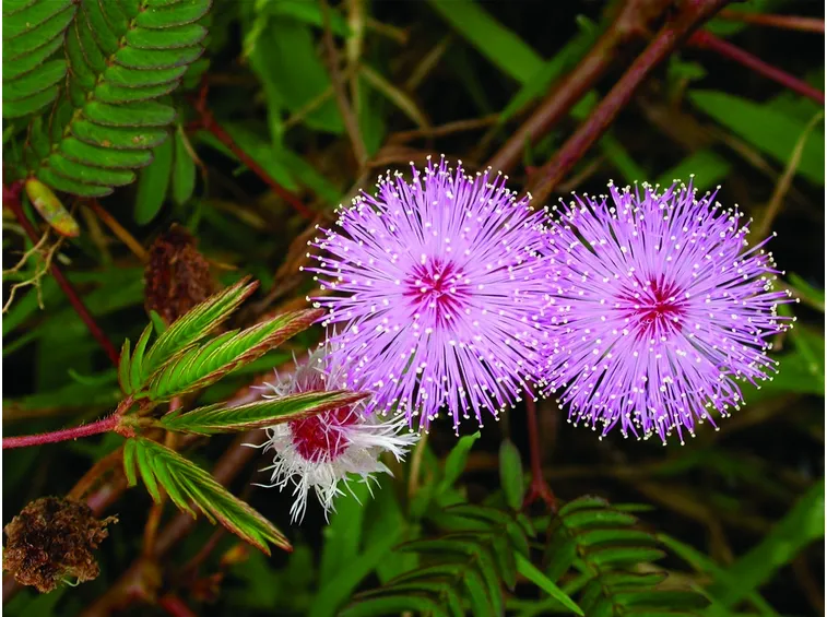 mimosa pudica