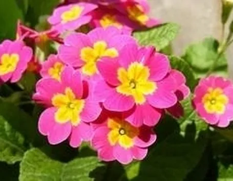 la primula