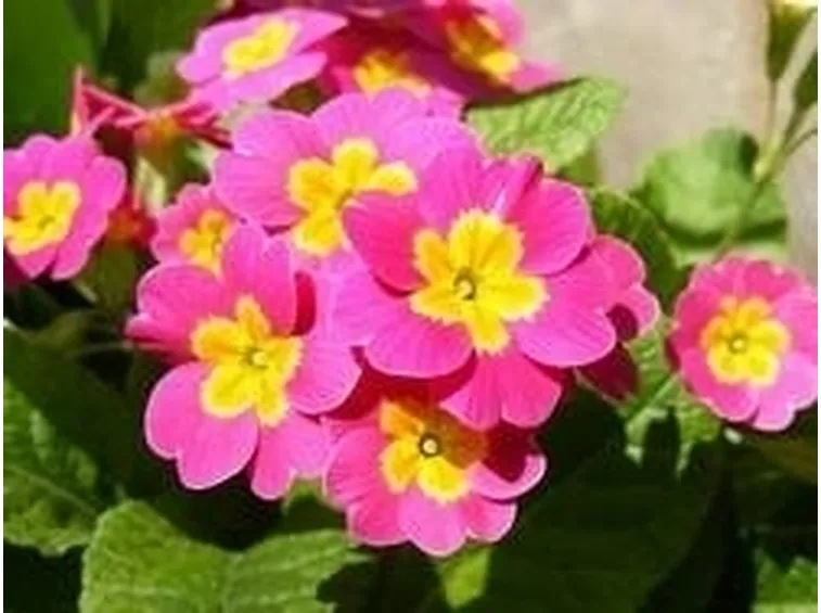la primula