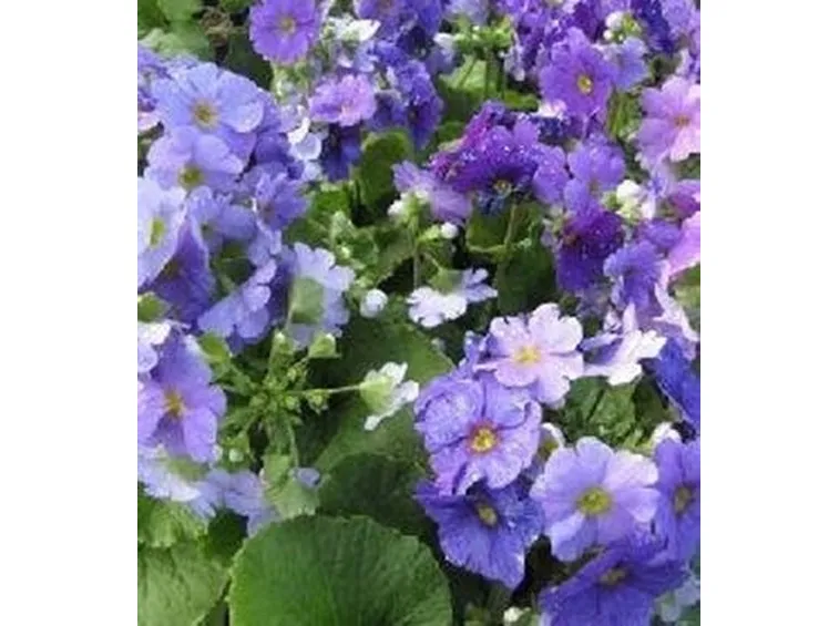 primule viola