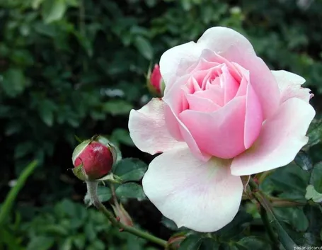 Esistono più di 150 specie differenti di questo splendido fiore