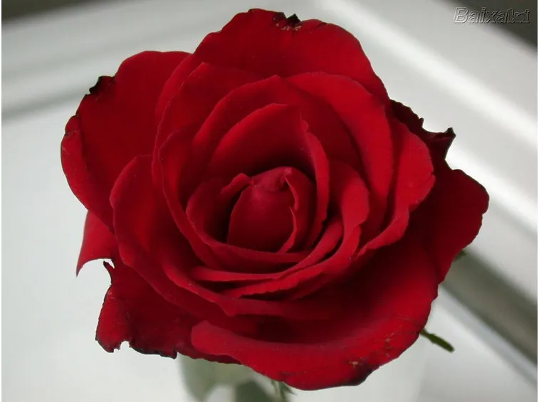 La rosa rossa è solo la più conosciuta, ma c'è molto da sapere sul mondo delle rose