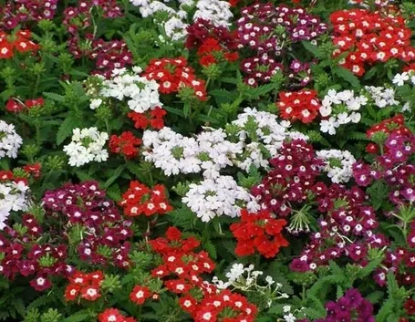 verbena