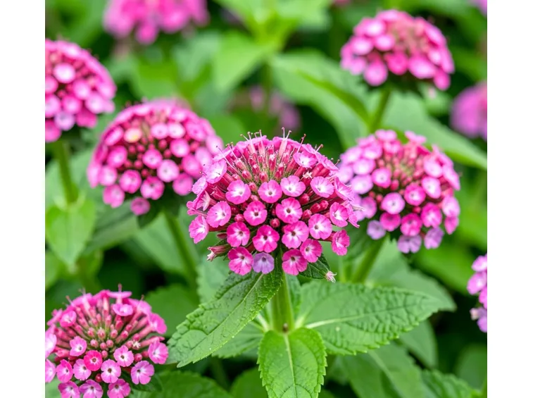 coltivazione verbena