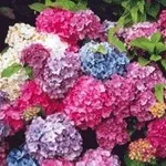 le ortensie
