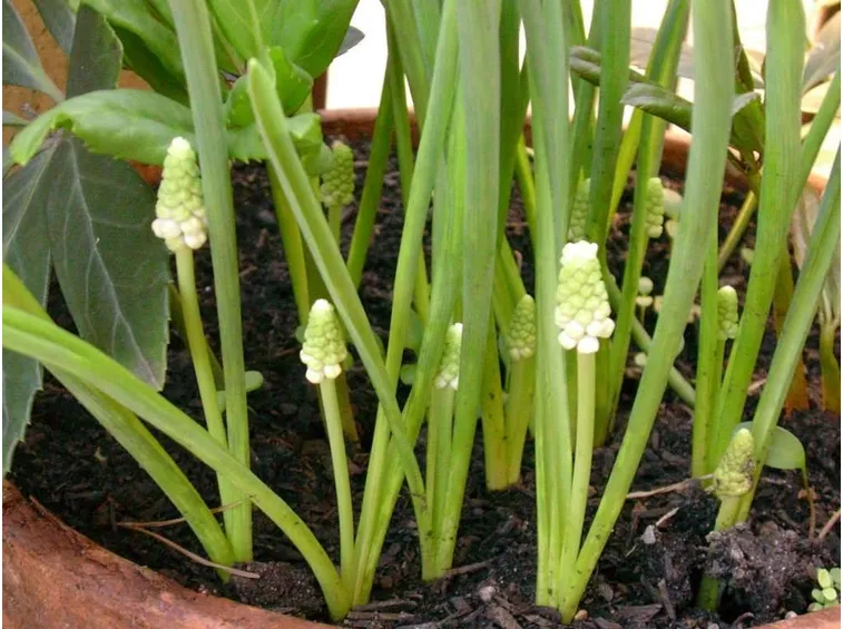 Cure muscari