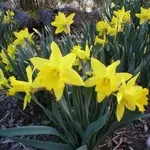 Alcune note di base sul Narciso