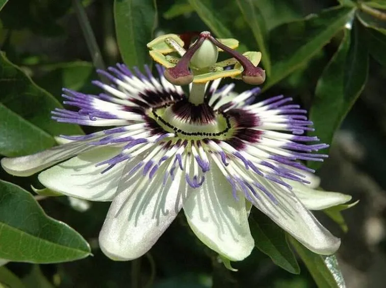 Come far crescere una passiflora