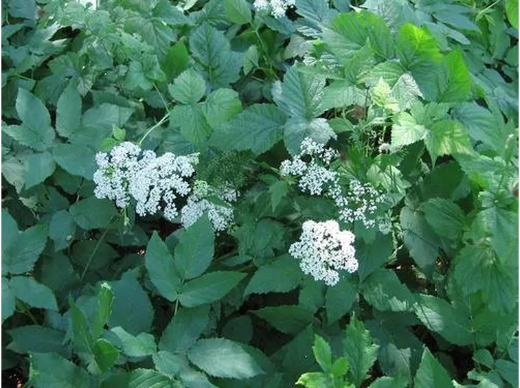 piante selvatiche