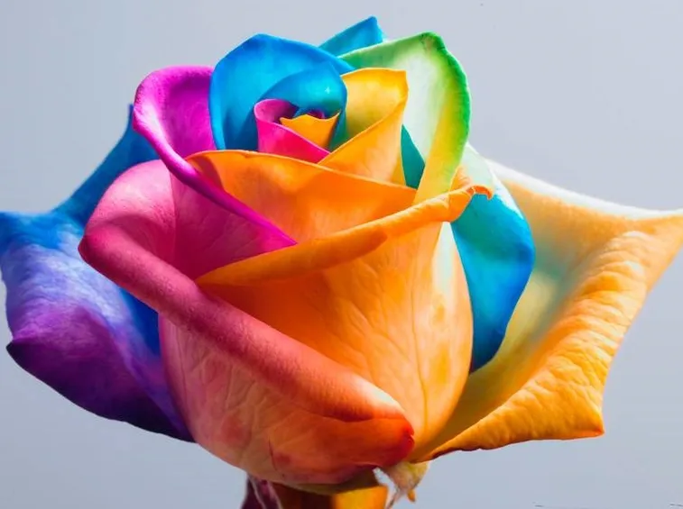 Le specie di rose