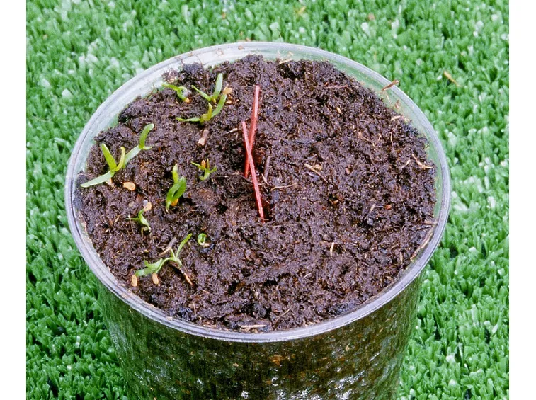 La germinazione dei semi di fiore