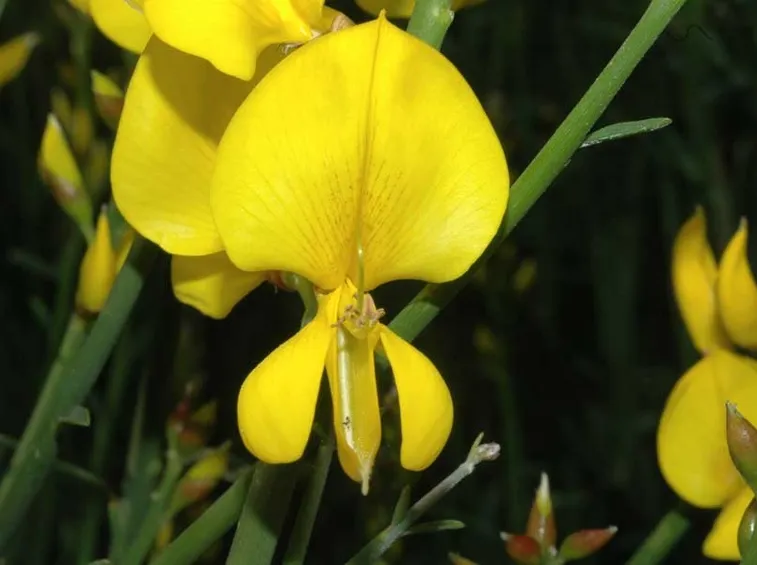 Fiori di ginestra