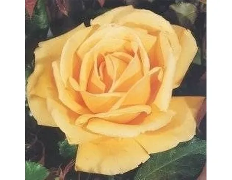 tipi di rose