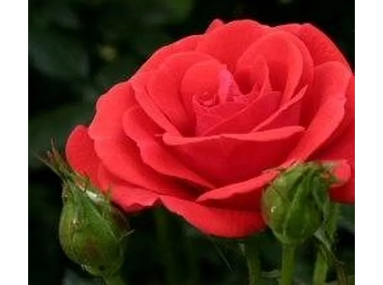 rose salutari
