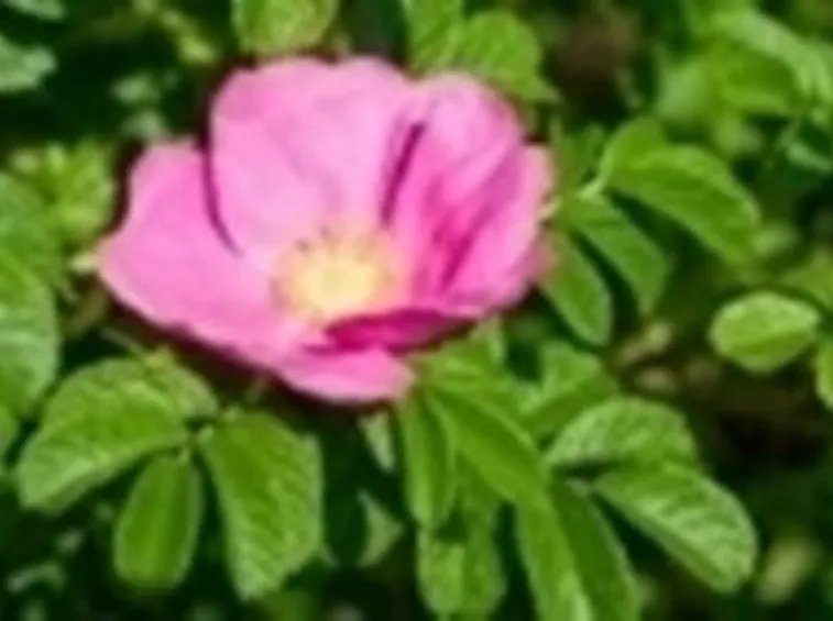 rosa canina