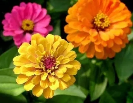 Zinnia
