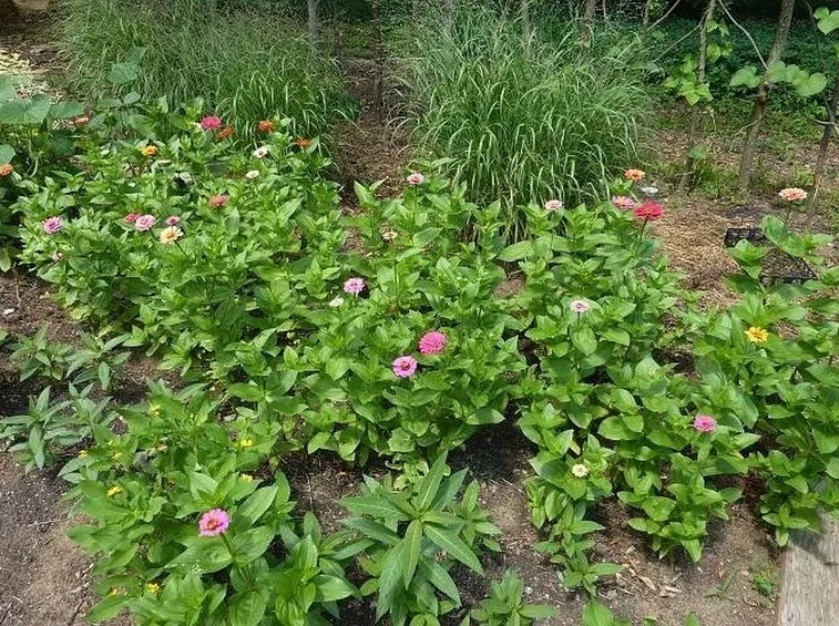 zinnia
