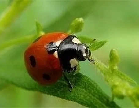 coccinella