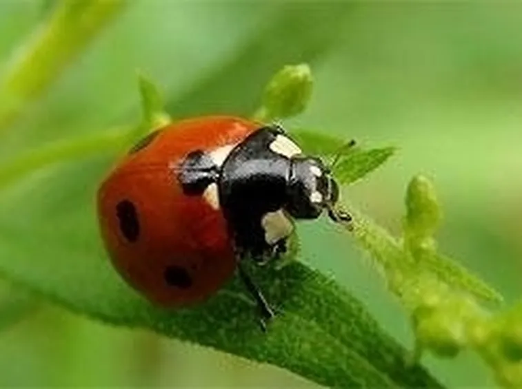 coccinella