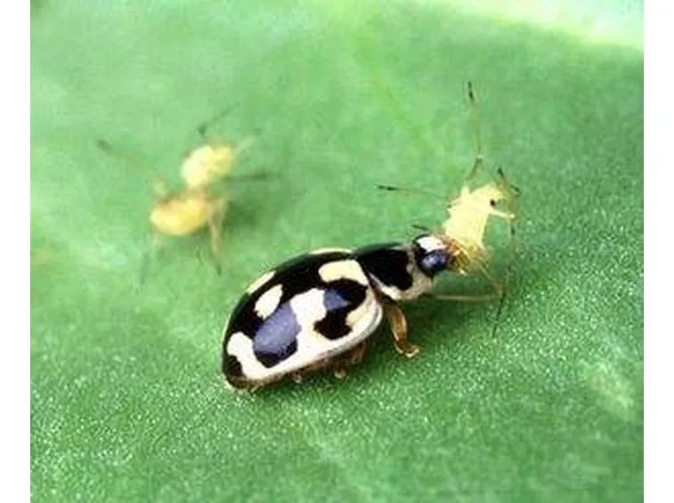 lotta integrata