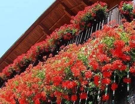 Balcone fiorito