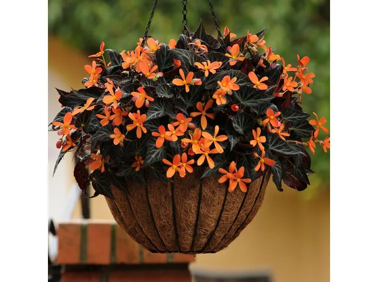 Begonia in paniere sospeso