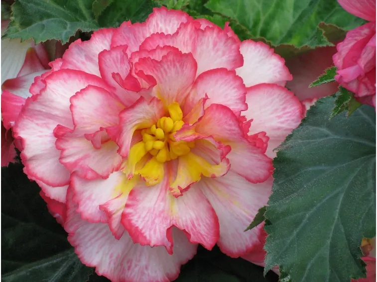 Fiore variegato di begonia