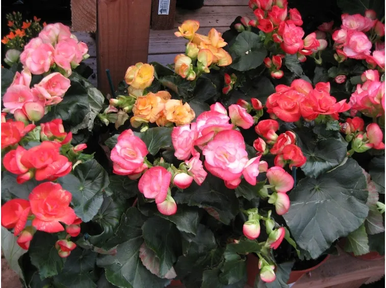 Begonia pianta