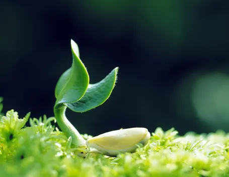 coltivare le piante 