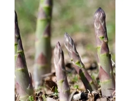 pianta asparagi