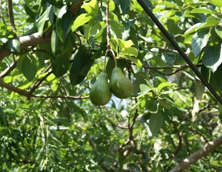 pianta avocado