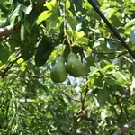 pianta avocado
