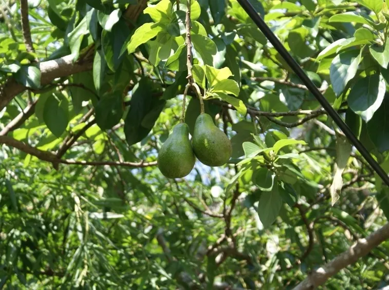 pianta avocado