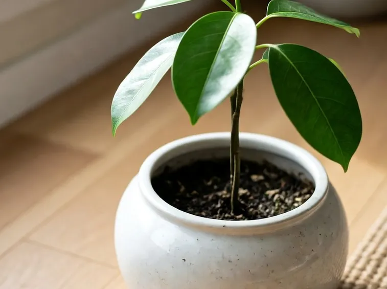 piantina avocado