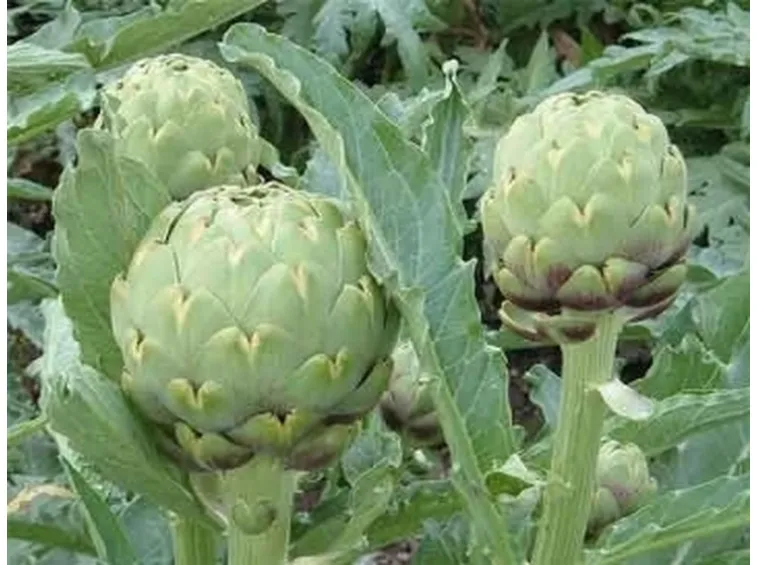piante di carciofo