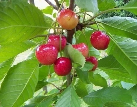 ciliegio