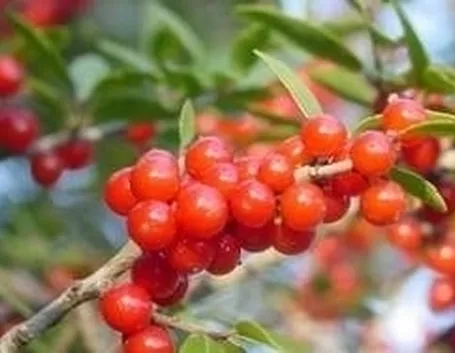 pianta frutti di bosco