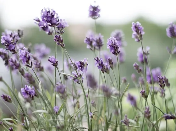 Coltivare lavanda